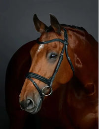 Produktbild von Pferdezaum mit gepolstertem Hannoveraner Flash Collegiate Comfitec Opulux