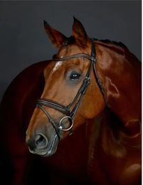 Produktbild von Pferdezaum mit gepolstertem Hannoveraner Flash Collegiate Comfitec Opulux