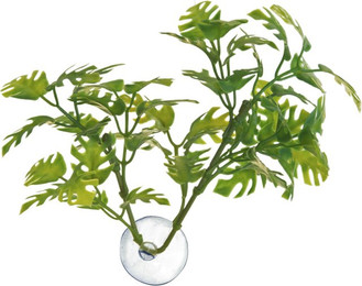 Produktbild von Pflanze Fensterblatt für Aquarium Zoomed Betta BP25