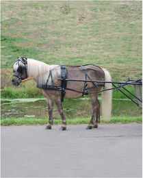 Produktbild von Pony-Harnespad Star