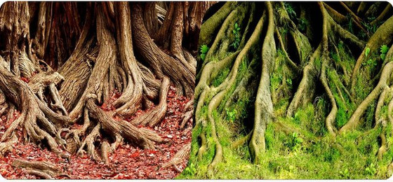Produktbild von Poster 2 Seiten 1 Rolle mit 15 Metern Höhe 50 Reptiles Planet Amazonian Tree Roots