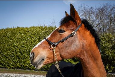 Produktbild von Präzentationspferdehalfter aus Leder T de T