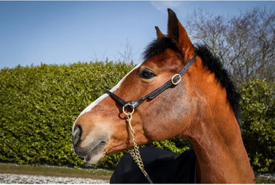 Produktbild von Präzentationspferdehalfter aus Leder T de T