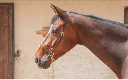 Produktbild von Präzentationspferdehalfter aus Leder T de T