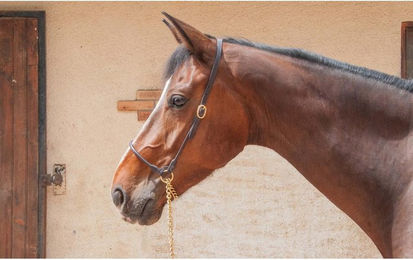 Produktbild von Präzentationspferdehalfter aus Leder T de T