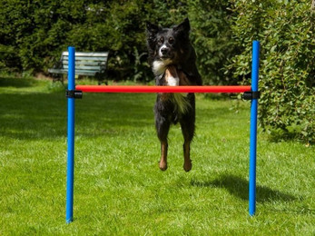 Produktbild von Procyon Agility-Hürde höhenverstellbar mit Tragetasche