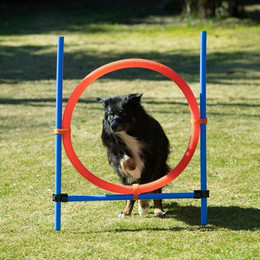 Produktbild von Procyon Agility-Reifen Dog Agility Sprungring Groß 70cm