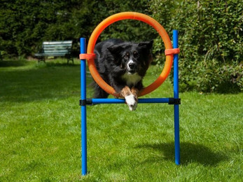 Produktbild von Procyon Agility-Reifen Sprungring für Hundetraining