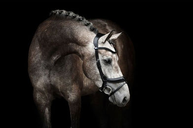 Produktbild von PS of Sweden Trense Paladin anatomisch