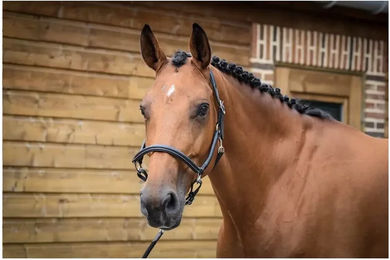 Produktbild von Putzhalfter für Pferde Jump'In Collection One