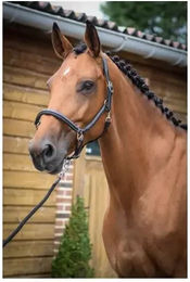 Produktbild von Putzhalfter für Pferde Jump'In Collection One