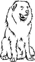 Produktbild von Pyrenäenberghund Grafiklizenz