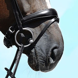 Produktbild von Passier Anatomischer Wechselnasenriemen Reithalfter Spezial mit Sperrriemen aus Leder Schwarz für Warmblut