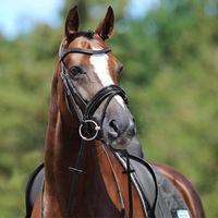 Produktbild von Passier Apollo Pony Trense aus Leder in Schwarz
