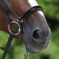 Produktbild von Passier Hannoversches Wechselreithalfter aus Leder für Ponys in Schwarz oder Braun