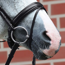 Passier Wechsel-Reithalfter Spezial mit Sperrriemen aus Leder in Schwarz für Warmblut – Bild 1 von 2