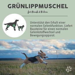 Paws & Patch Grünlippmuschel Pulver Gelenk-Supplement für Hunde, Katzen und Pferde 500 g - 500 g – Bild 1 von 5