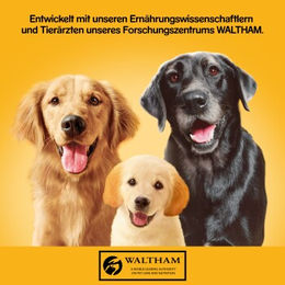 Pedigree Nassfutter Hund Adult Geflügel 12x800 g ohne Zucker und Konservierungsstoffe - 12 x 800 g – Bild 1 von 2