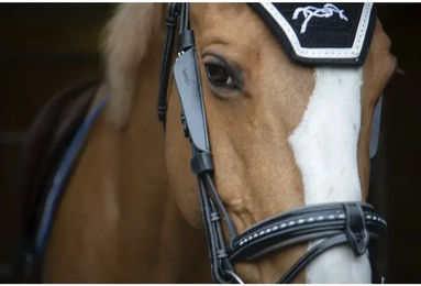 Pénélope Augenmuscheln für Ponys aus Leder in Schwarz oder Braun – Bild 1 von 1
