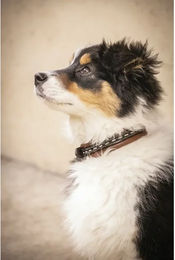 Produktbild von Pénélope Hundehalsband aus Leder Braun 40 cm