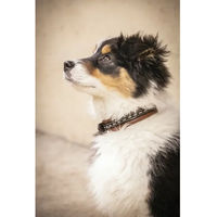 Produktbild von Pénélope Hundehalsband aus Leder Braun 40 cm