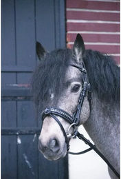 Produktbild von Pénélope Zaumzeug Eden aus Leder für Ponys in Schwarz oder Braun