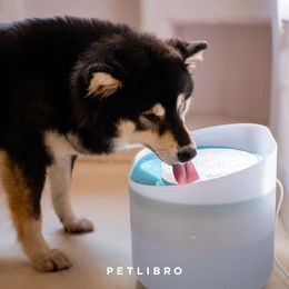 Produktbild von Petlibro Hundetrinkbrunnen mit Kapsel und 8er-Packung Filtern in Weiß und Transparent