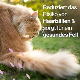 Pets Deli Katzen Suppe Snack Rind & Zucchini getreidefrei 12x40g - 12 x 40 g – Bild 1 von 3