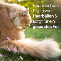 Produktbild von Pets Deli Katzen Suppe Snack Rind & Zucchini getreidefrei 12x40g - 12 x 40 g