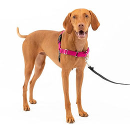 PetSafe Easy Walk Anti-Zieh-Hundegeschirr mit 1,8 m Leine aus Nylon in Rosa Größe M – Bild 1 von 9