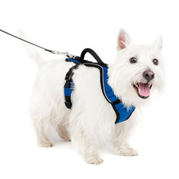 PetSafe EasySport Hundegeschirr Blau Größe S - 1 Stk. – Bild 1 von 12