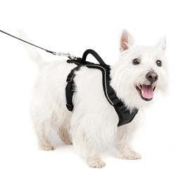 PetSafe EasySport Hundegeschirr Sportgeschirr aus Nylon Schwarz S für kleine Rassen - 1 Stk. – Bild 1 von 12