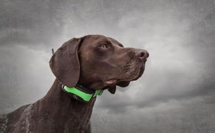 PetSafe GPS-Tracker SportDOG TEK 1.5 wasserdichtes Ortungssystem für Hunde in Grün mit Handgerät und Empfängerhalsband – Bild 1 von 2