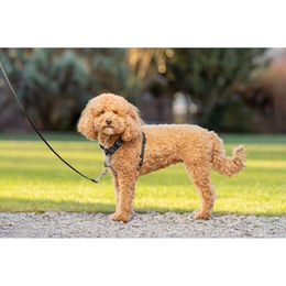 PetSafe Sicherheitsgeschirr für kleine Hunde aus Neopren Schwarz Größe S - 1 Stk. – Bild 1 von 5