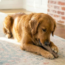 Petstages Hundekaustock Dogwood Stick aus Holz für Welpen und Hunde in Größe L Braun - 1 Stk. – Bild 1 von 7