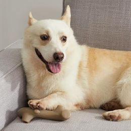 Petstages Kauspielzeug aus Nylon für Hunde in Größe L mit Rindegeschmack - 1 Stk. – Bild 1 von 6
