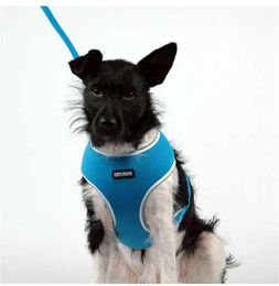 PetStar Hundeschirr Netzgeschirr Blau Größe L – Bild 1 von 1