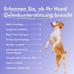 Petsy Labs Petstile Joint Saver Gelenk-Supplement für erwachsene Hunde mit Kollagen, Glucosamin und Grünlippmuschel 150 g – Bild 1 von 4