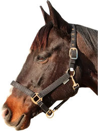 Produktbild von Pferdehalfter Canter Malibu Full in Schwarz mit Edelstahlbeschlägen