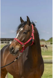 Pferdehalfter Norton Grooming für Ponys aus Kunststoff in Rot – Bild 1 von 1