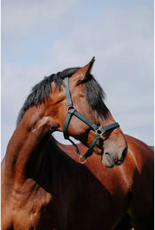 Produktbild von Pferdehalfter Riding World Cushion aus Leder für Ponys