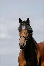 Produktbild von Pferdehalfter Riding World Cushion aus Leder in Blau