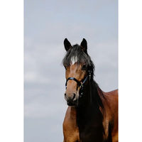 Produktbild von Pferdehalfter Riding World Cushion aus Leder in Blau