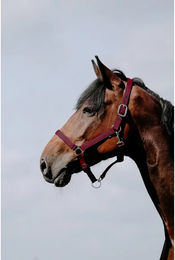 Produktbild von Pferdehalfter Riding World Cushion aus Leder in Rot