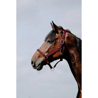 Produktbild von Pferdehalfter Riding World Cushion aus Leder in Rot für Ponys