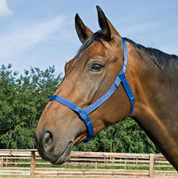 Pferdehalfter WEIDE für Kaltblut in Blau oder Rot – Bild 1 von 4