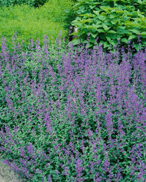 Pflanzen für Dich Nepeta faassenii Katzenminze Blaue Katzenminze Staude 1 St. – Bild 1 von 1