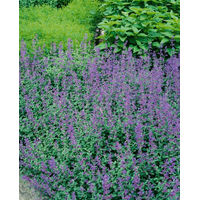 Produktbild von Pflanzen für Dich Nepeta faassenii Katzenminze Blaue Katzenminze Staude 1 St.