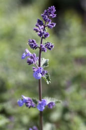 PlantaPro Katzenminze Nepeta faassenii Walker's Low 9x9 cm Topf winterhart und mehrjährig – Bild 1 von 3