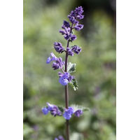 Produktbild von PlantaPro Katzenminze Nepeta faassenii Walker's Low 9x9 cm Topf winterhart und mehrjährig